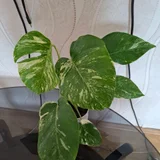 Монстера деликатесная — pot (photo 1)