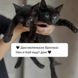 Котята Ник и Кай в добрые руки — Siamese cat, Egyptian cat (photo 1)