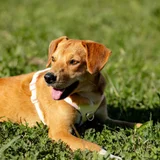 Щенок ищет дом — Rhodesian ridgeback, Labrador retriever (photo 6)