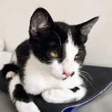 Котёнок Шуфутинский младший (Шуфа) — Egyptian cat (photo 4)