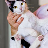 Кошечка Мерилин в добрые руки — Egyptian cat, bath towel (photo 1)