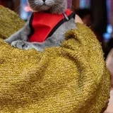 Русский голубой кот Грогу — mitten, wool (photo 4)