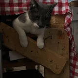 Кот Тихомир в добрые руки — Siamese cat (photo 2)