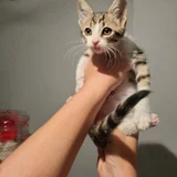 Котёнок Анфиска — Egyptian cat, tabby (photo 3)