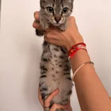 Котёнок девочка в добрые руки (photo 7)