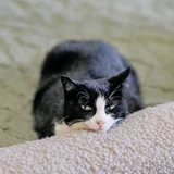Кошка Николь — Egyptian cat, carton (photo 1)