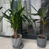 Фикус — pot (photo 2)