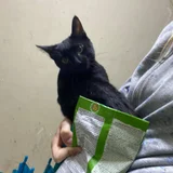 Маленькая чёрная кошечка — schipperke, Egyptian cat (photo 1)