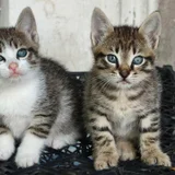 Котенок в добрые руки (photo 9)
