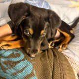 Щенок мальчик 4 месяца — black-and-tan coonhound, miniature pinscher (photo 2)