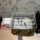 Попугаи 6 штук с галителями (пара и 4 птенца) — purse, mailbag, cassette (photo 3)