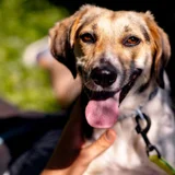 Собака Мира — Rhodesian ridgeback, Great Dane, English foxhound (photo 5)