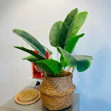 Искусственное растение с плетеным кашпо — pot (photo 2)