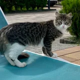 Котёнок девочка, 3 месяца — tabby, Egyptian cat, tiger cat (photo 2)