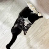 Кошка Юми (photo 2)