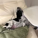 Щенок в добрые руки — German short-haired pointer, bluetick (photo 4)