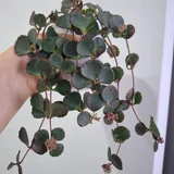 Суккуленты набор за все (photo 7)