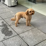 Животное ищет дом — miniature poodle, toy poodle (photo 1)
