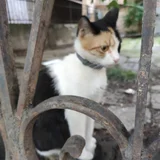 Кошка Ириска, трёхцветная — Egyptian cat (photo 2)