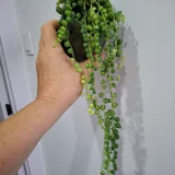 Суккуленты (photo 6)