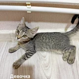 Котёнок (девочка) (photo 7)