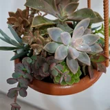 Суккуленты (photo 10)