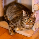 Кошка Фаня в добрые руки — tabby, Egyptian cat (photo 1)