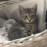 Котенок ищет дом — tabby, bassinet, Egyptian cat (photo 2)