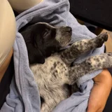 Щенок в добрые руки — bluetick, German short-haired pointer (photo 3)
