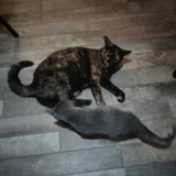 Кошка Куся (photo 8)