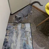 Шотландская прямоухая кошечка — mousetrap, cleaver (photo 2)