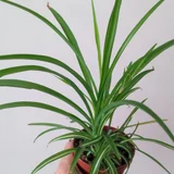 Фиалка/сенполия без бутонов — pot (photo 1)
