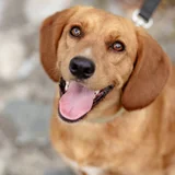 Собака Бейли в добрые руки — redbone, golden retriever, Labrador retriever (photo 3)