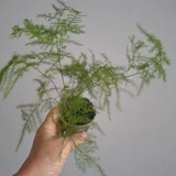 Женское счастье — pot (photo 1)