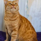 Кот Амур — tiger cat, Egyptian cat, lynx (photo 4)