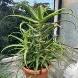 Алоэ в горшках — pot (photo 5)