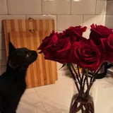 Кошечка Нация в добрые руки (photo 9)
