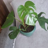 Хлорофитум зеленый — pot (photo 3)