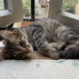 Кот Чешир — Egyptian cat, tabby (photo 4)