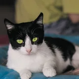 Кошечка Мурочка в добрые руки — Egyptian cat (photo 1)