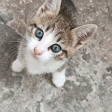 Котенок в добрые руки — tabby, Egyptian cat (photo 3)