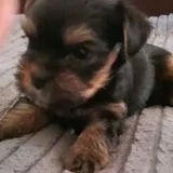 Мини йоркширский терьер (мальчик) — Brabancon griffon, Rottweiler, Yorkshire terrier (photo 1)