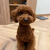 Щенок пуделя (миниатюрный / тои) — miniature poodle, toy poodle (photo 1)