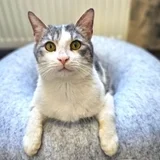 Кот Амур — Egyptian cat, tabby (photo 1)
