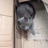 Шотландская прямоухая кошечка — Egyptian cat, Siamese cat, tabby (photo 1)