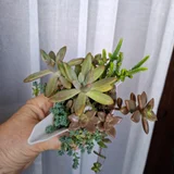 Растения в горшках — pot (photo 4)