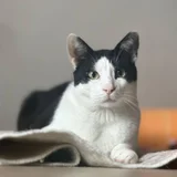 Кот Тесла — Egyptian cat (photo 2)