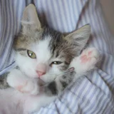 Котёнок Шмат в добрые руки (photo 2)