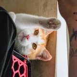 Рыже-белая кошечка в добрые руки — Persian cat, Siamese cat (photo 1)
