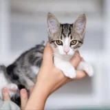 Котёнок Анфиска — Egyptian cat, tabby (photo 3)